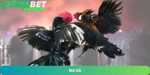 Đá gà